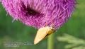 _IGP5879 moth on thistle